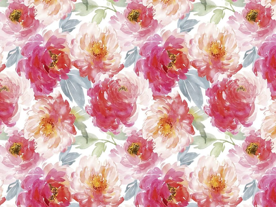 Fototapeta Kwiaty piwonii na białym tle