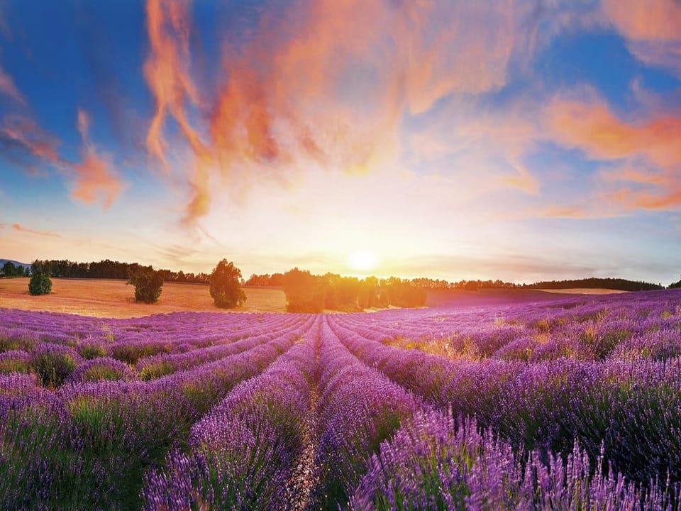 Fototapeta Pole lawendy o zachodzie słońca