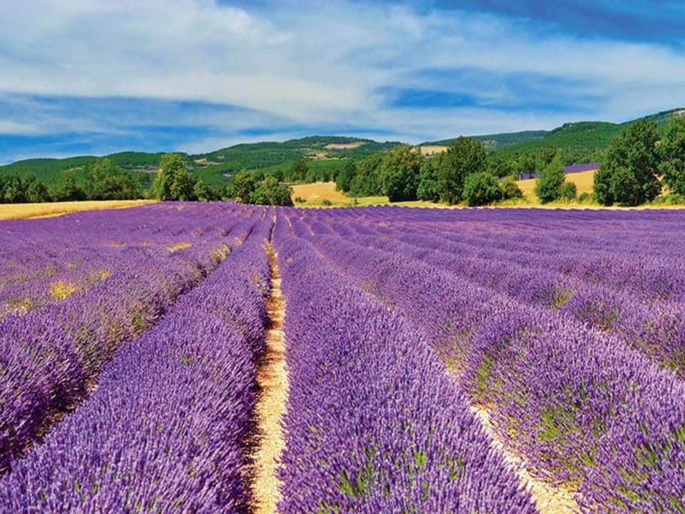 Fototapeta Pole lawendy z błękitnym niebem