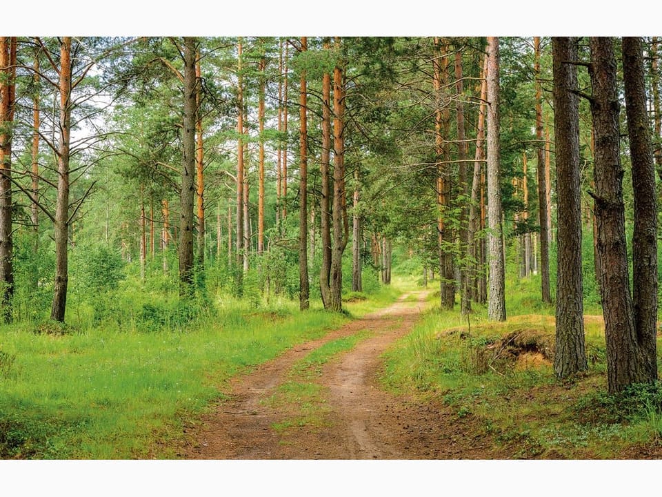 Fototapeta Leśna droga wśród wysokich sosen