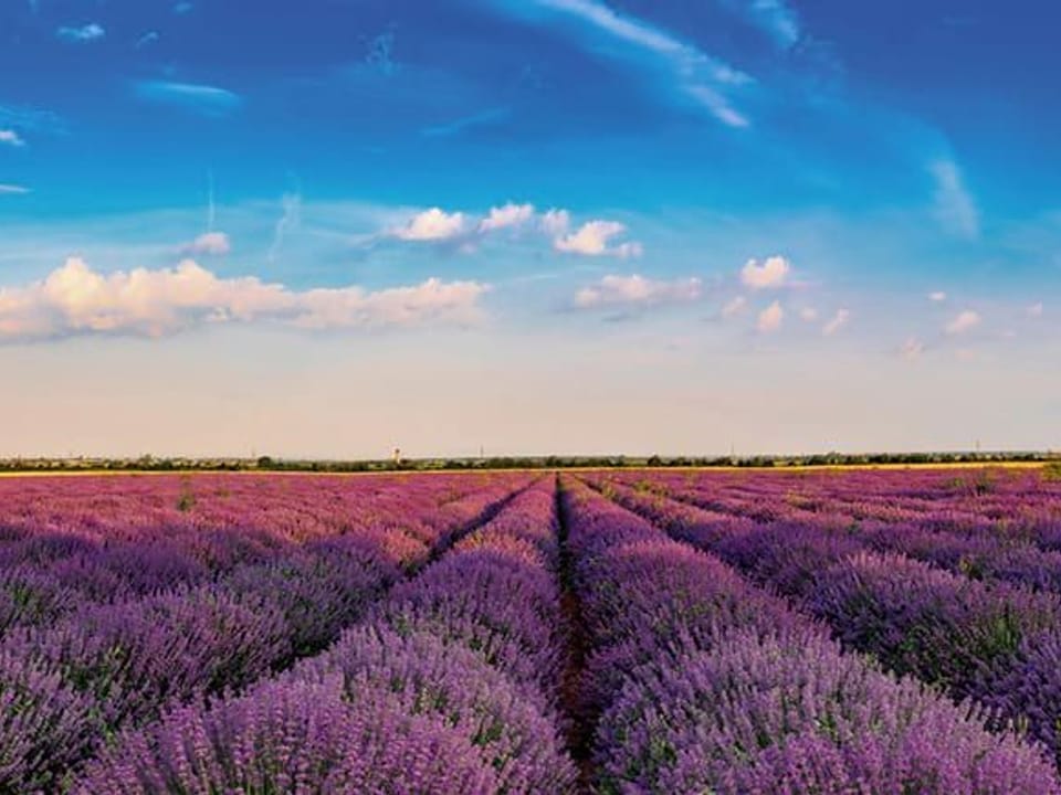 Fototapeta Pole lawendy pod błękitnym niebem