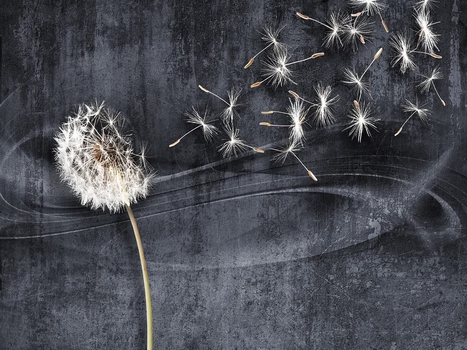 Fototapeta Dmuchawiec na ciemnym tle