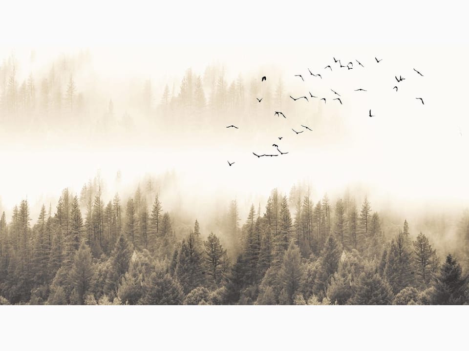 Fototapeta Mglisty las iglasty w tle