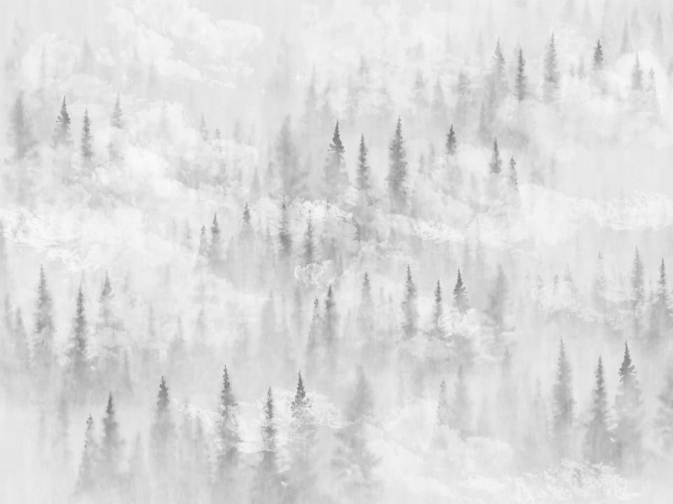 Fototapeta Mglisty las z drzewami iglastymi