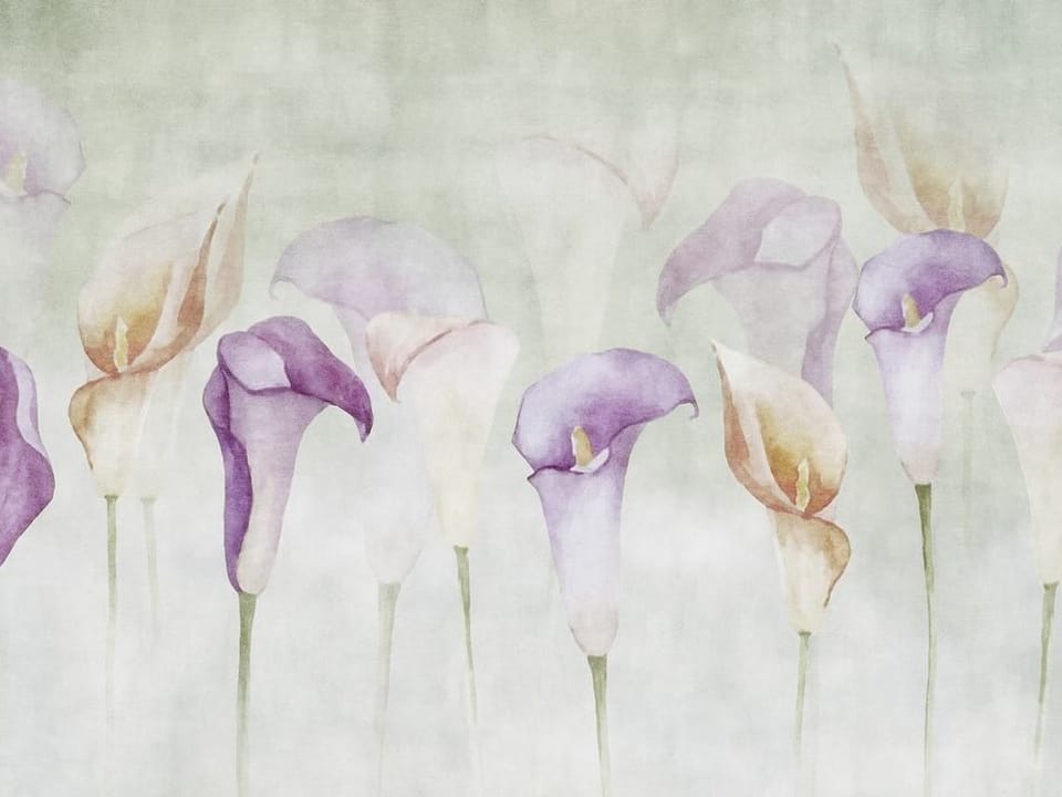 Fototapeta Kwiaty kalii w pastelowych barwach