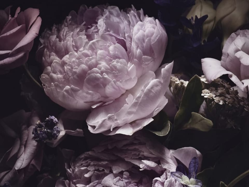 Fototapeta Bukiet jasnofioletowych piwonii