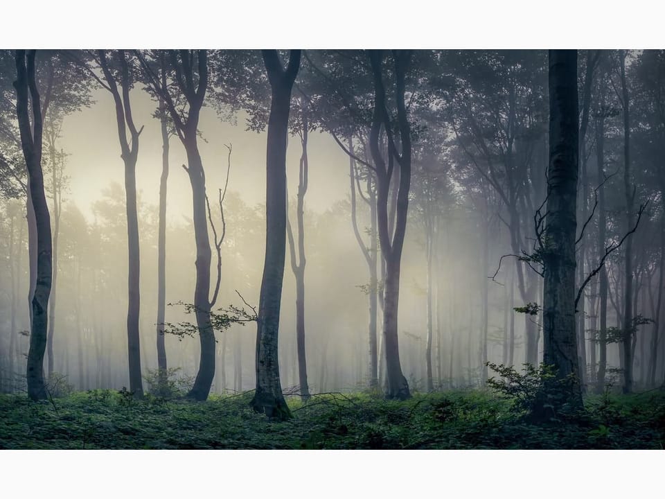 Fototapeta Tajemniczy Las z Mgłą