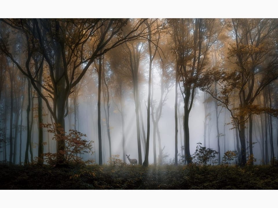 Fototapeta Las w Mgle z Promieniami Światła