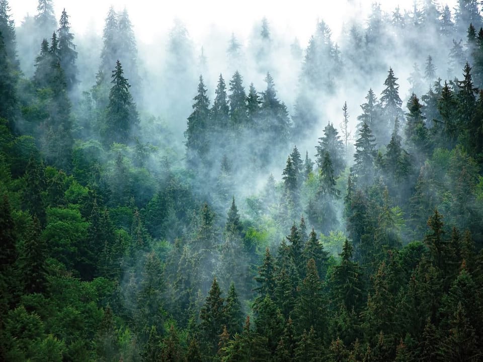 Fototapeta Mglisty las iglasty