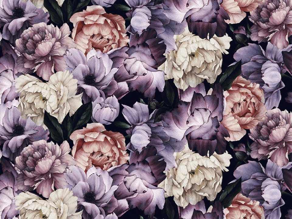 Fototapeta Kwiaty Piwonii w Różu i Fiolecie