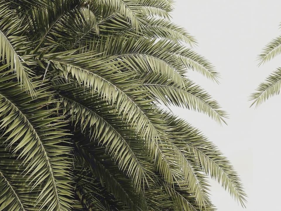 Fototapeta Zielone liście palmowe na niebie