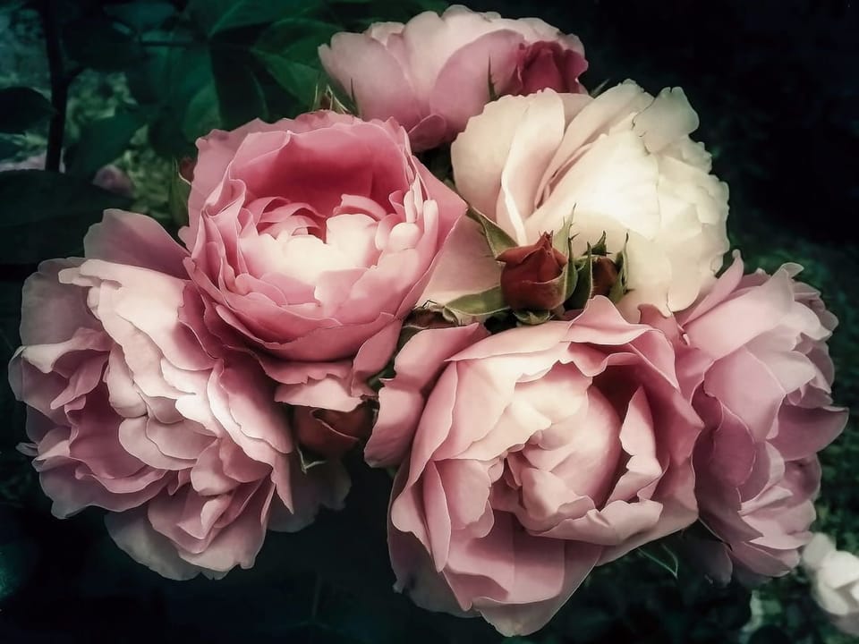 Fototapeta Różowe róże z zielonym tłem