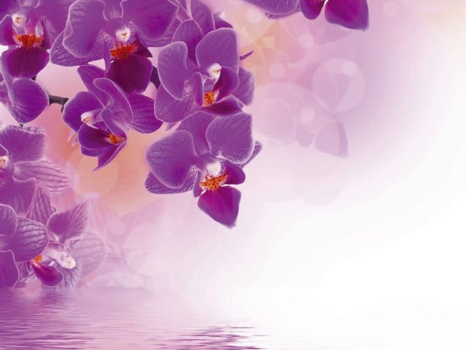 Fototapeta Fioletowe orchidee nad wodą na wymiar