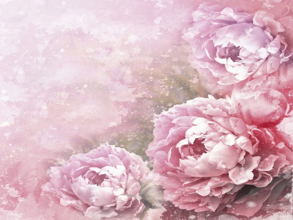 Fototapeta Trzy różowe piwonie na tle