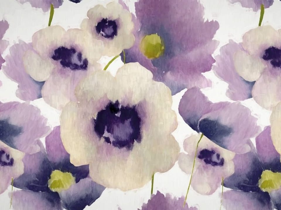 Fototapeta Fioletowe maki na białym tle