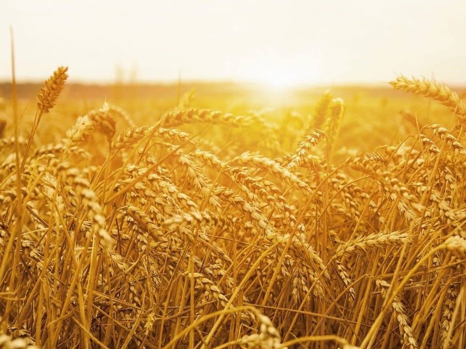 Fototapeta Zachód nad Złotym Polem Zboża