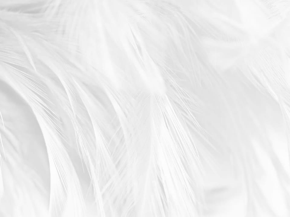 Fototapeta Delikatne białe pióra na ścianie