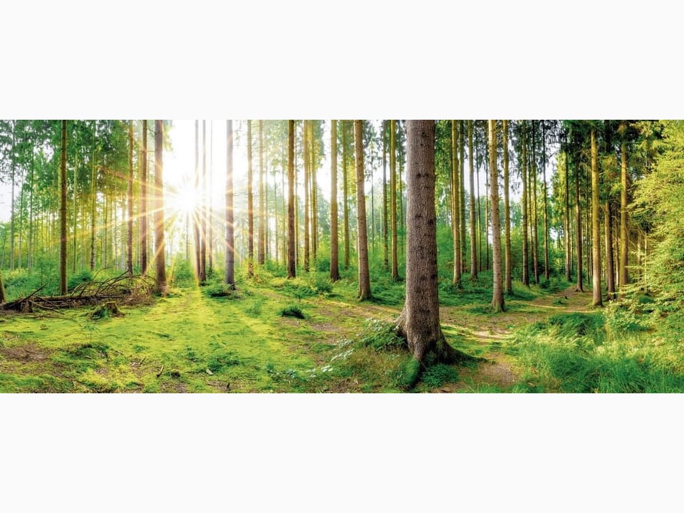 Fototapeta Las o świcie z wysokimi drzewami