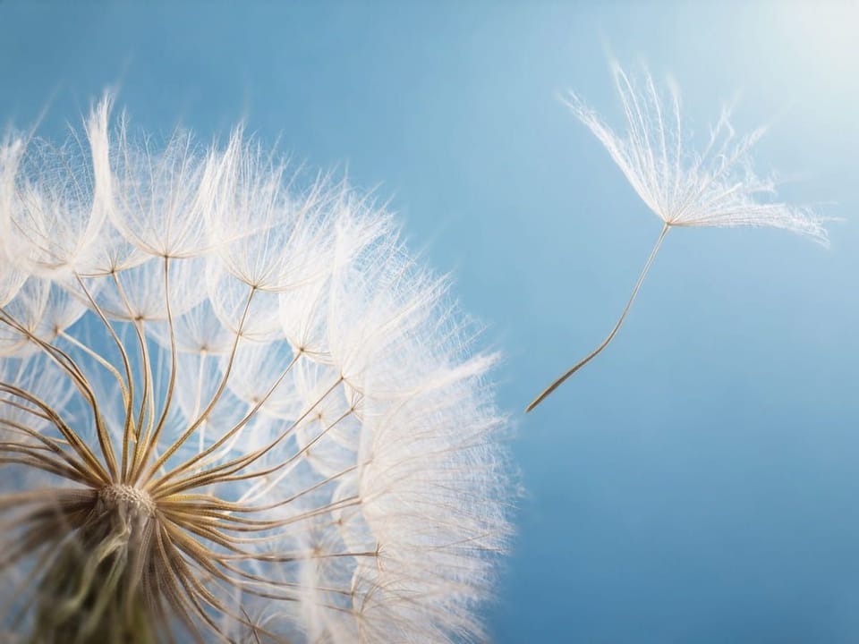 Fototapeta Dmuchawiec na tle nieba