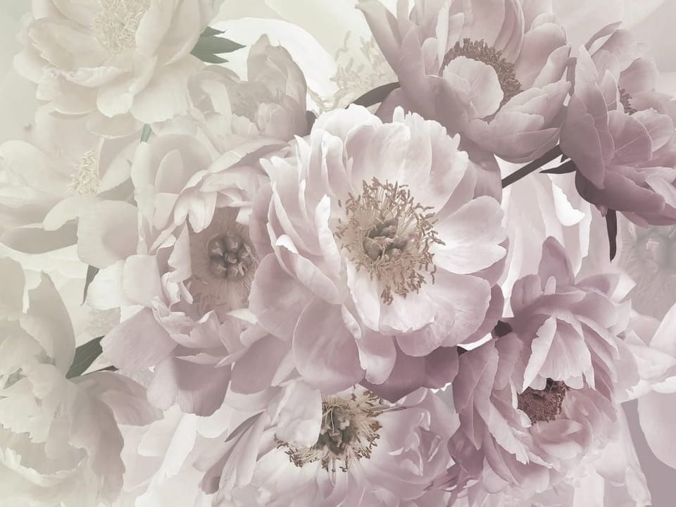 Fototapeta Kwiaty piwonii w różu