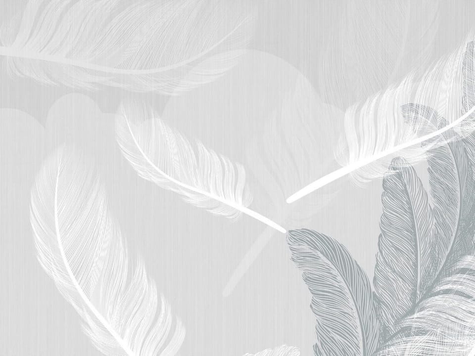 Fototapeta Subtelne białe pióra na szarym tle