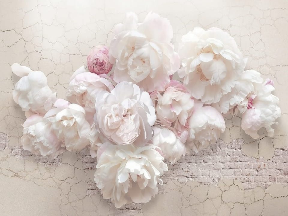 Fototapeta Bukiet Piwonii na Delikatnym Tle