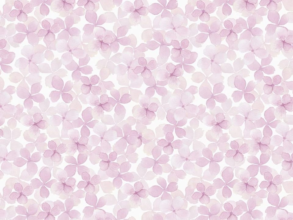 Fototapeta Różowe kwiaty na białym tle