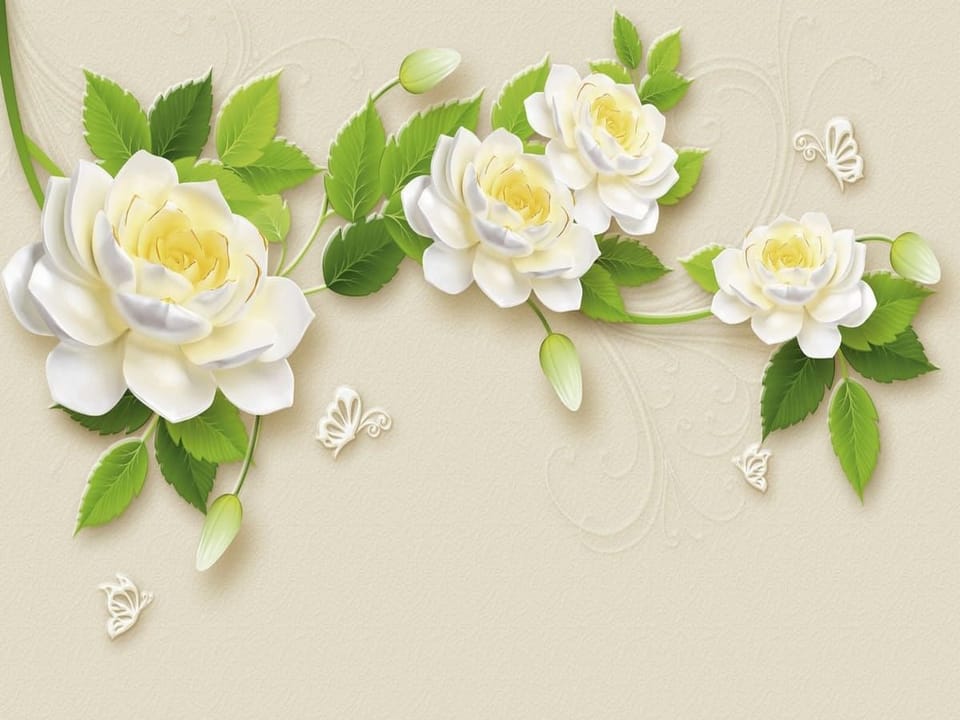 Fototapeta Białe róże z zielonymi liśćmi