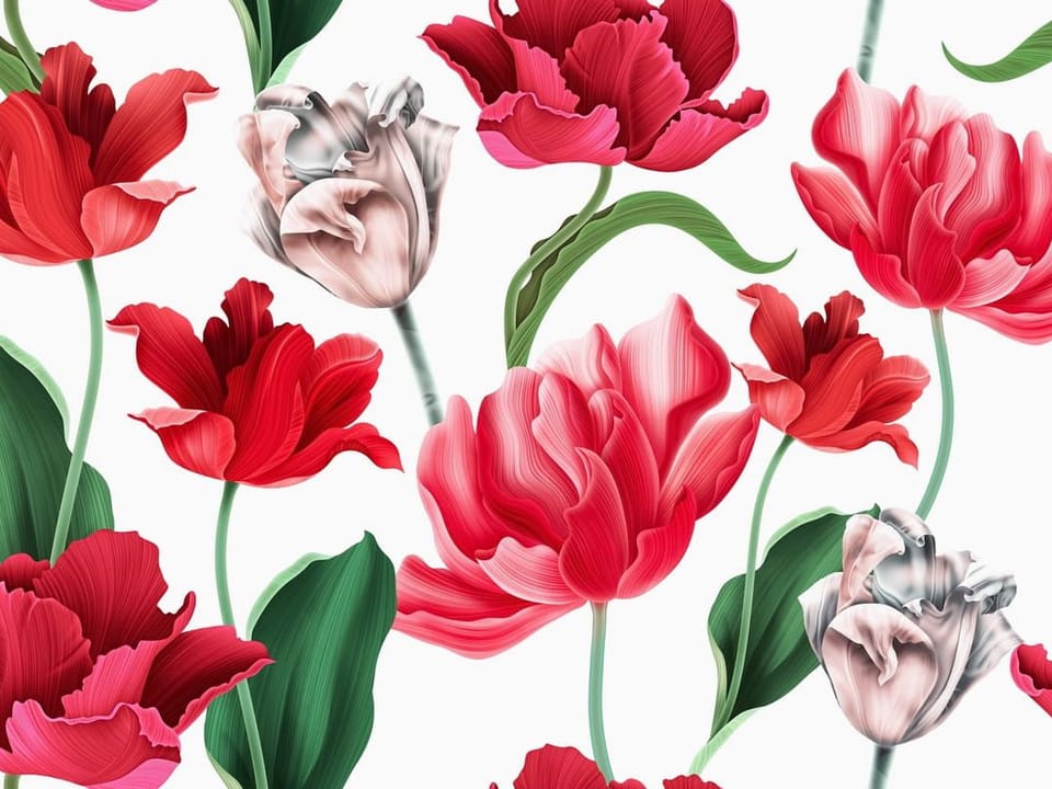 Fototapeta Tulipany w odcieniach czerwieni i różu