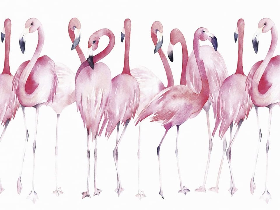 Fototapeta Różowe Flamingi na Białym Tle