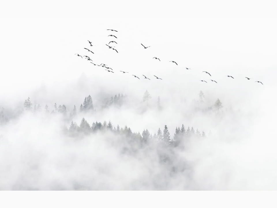 Fototapeta Las we mgle z ptakami