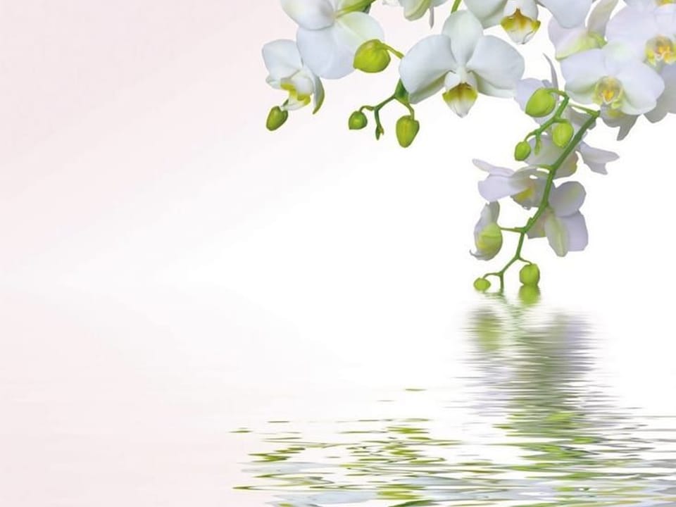 Fototapeta Biała orchidea nad wodą na wymiar