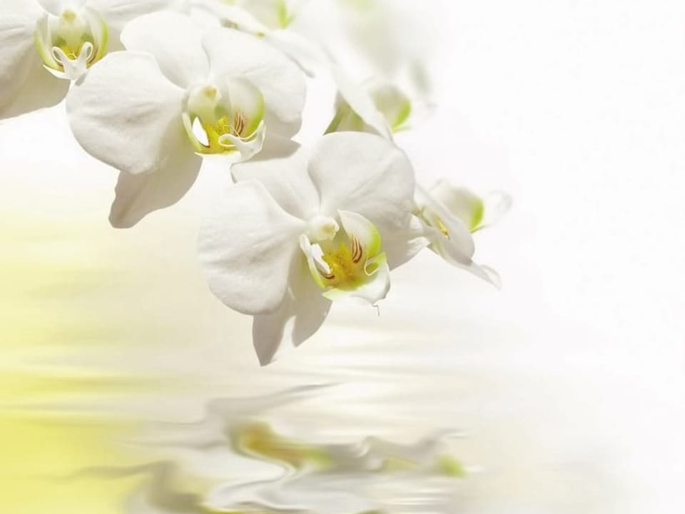 Fototapeta Białe orchidee nad wodą na wymiar