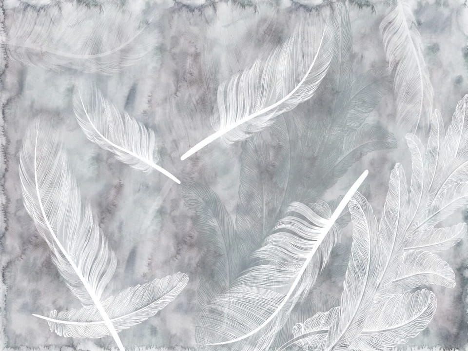 Fototapeta Białe pióra na szarym tle