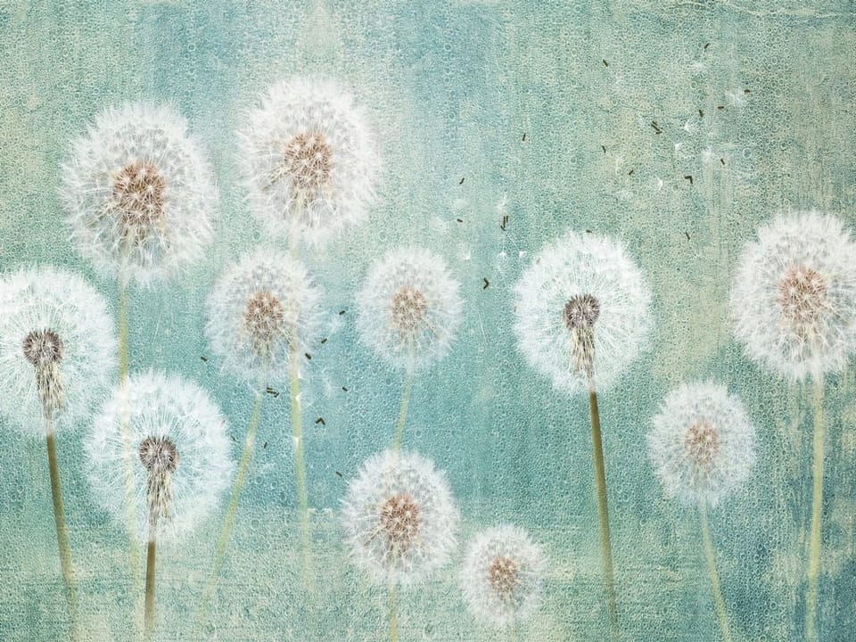 Fototapeta Dmuchawce na tle nieba