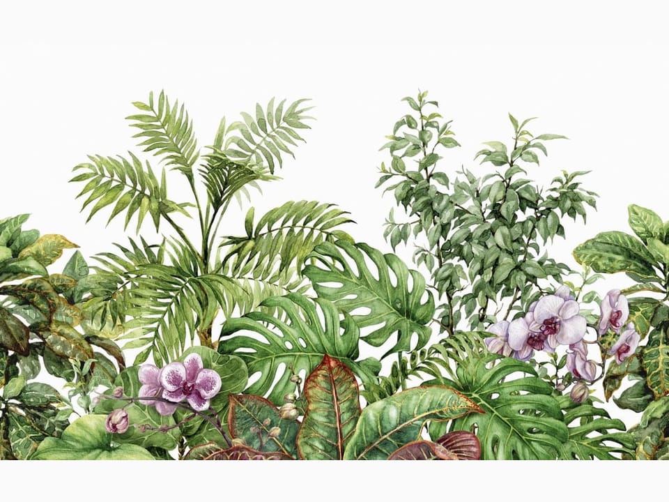 Fototapeta Tropikalne liście i storczyki