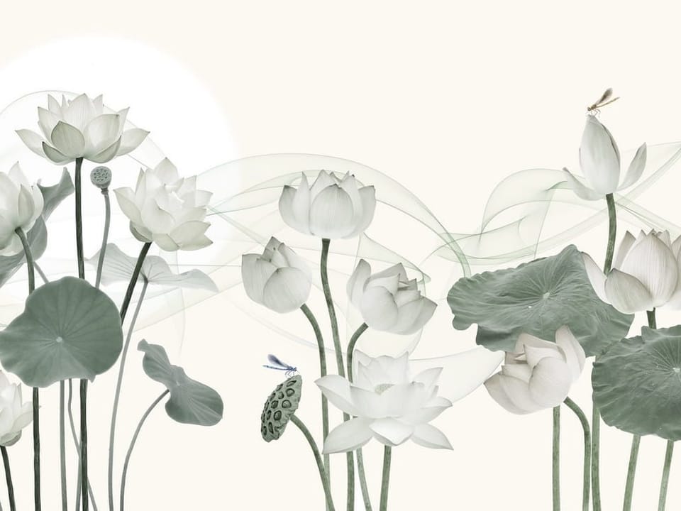 Fototapeta Białe kwiaty lotosu i zielone liście