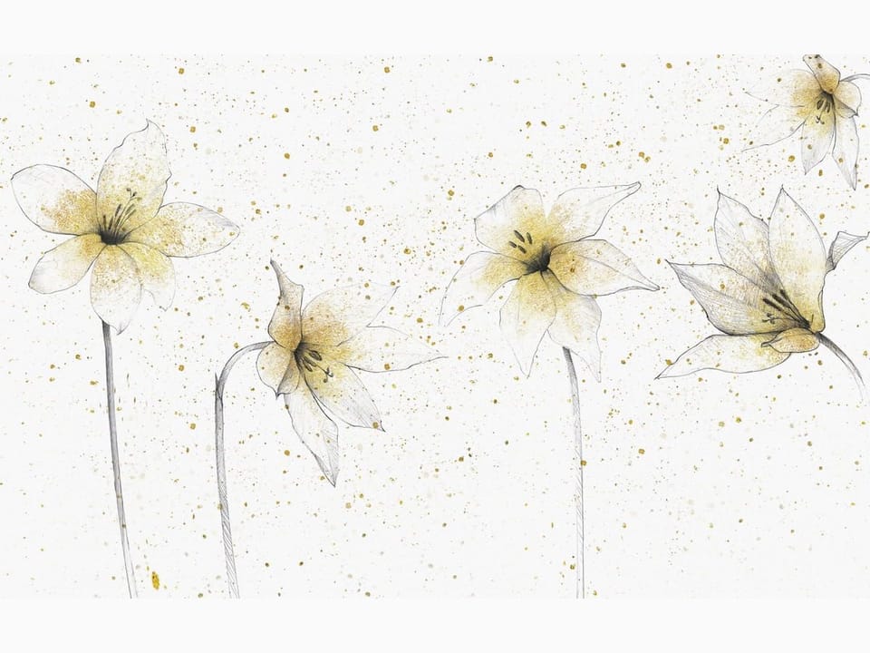 Fototapeta Delikatne lilie na białym tle