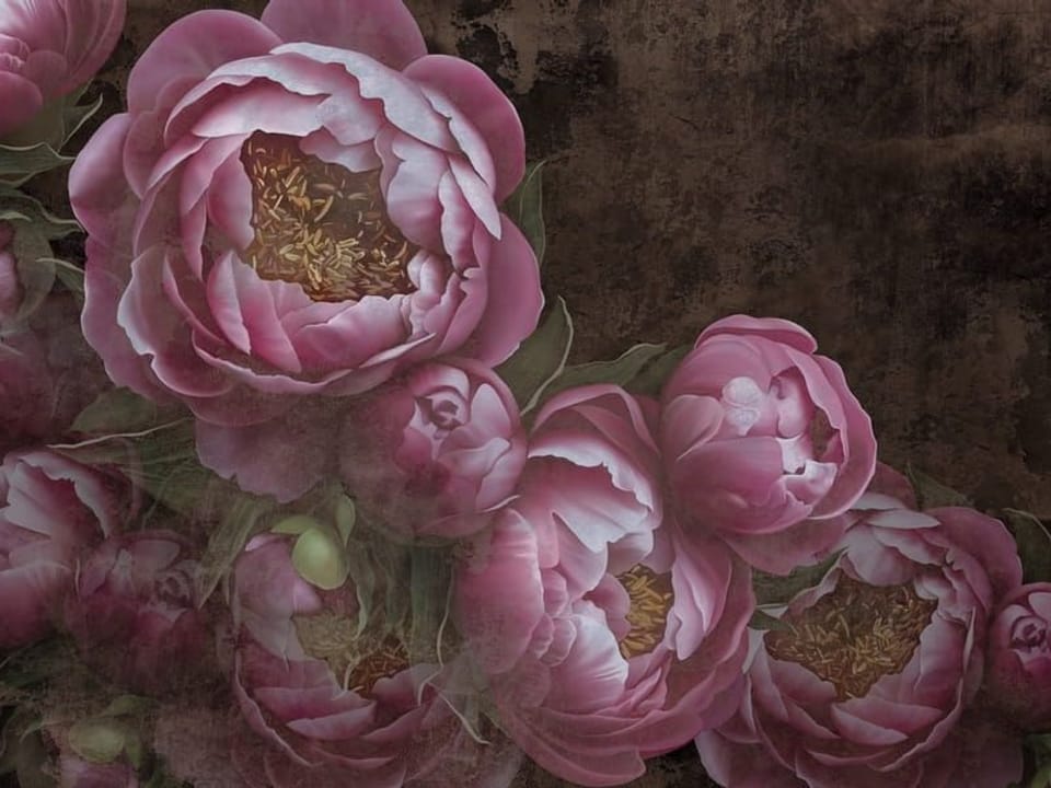 Fototapeta Różowe piwonie na ciemnym tle