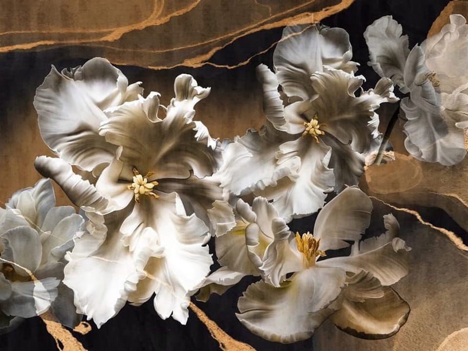 Fototapeta Białe Tulipany na Ciemnym Tle