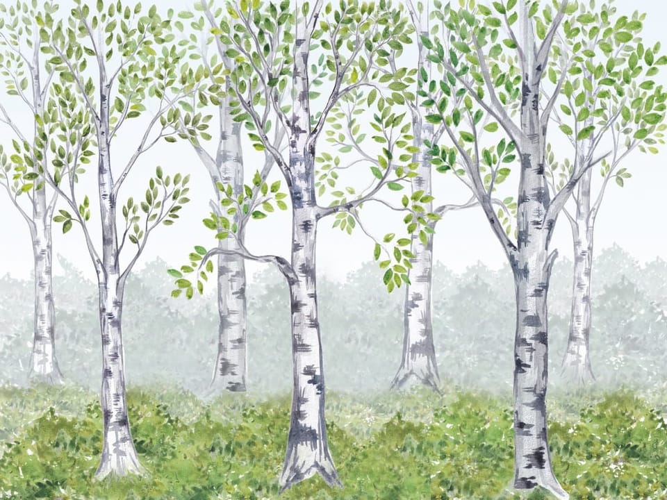 Fototapeta Brzozy w zieleni i mglisty las