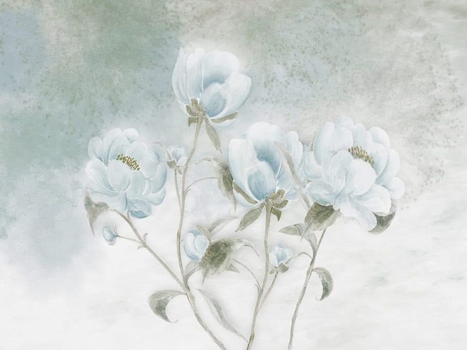 Fototapeta Delikatne białe piwonie na tle