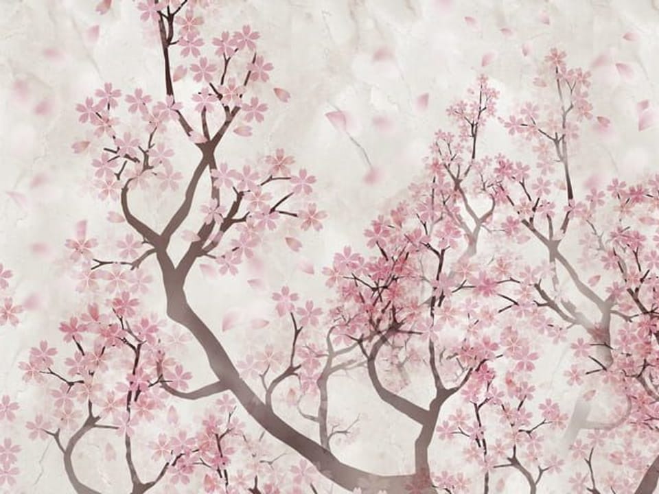 Fototapeta Gałęzie Sakury z Różowymi Kwiatami