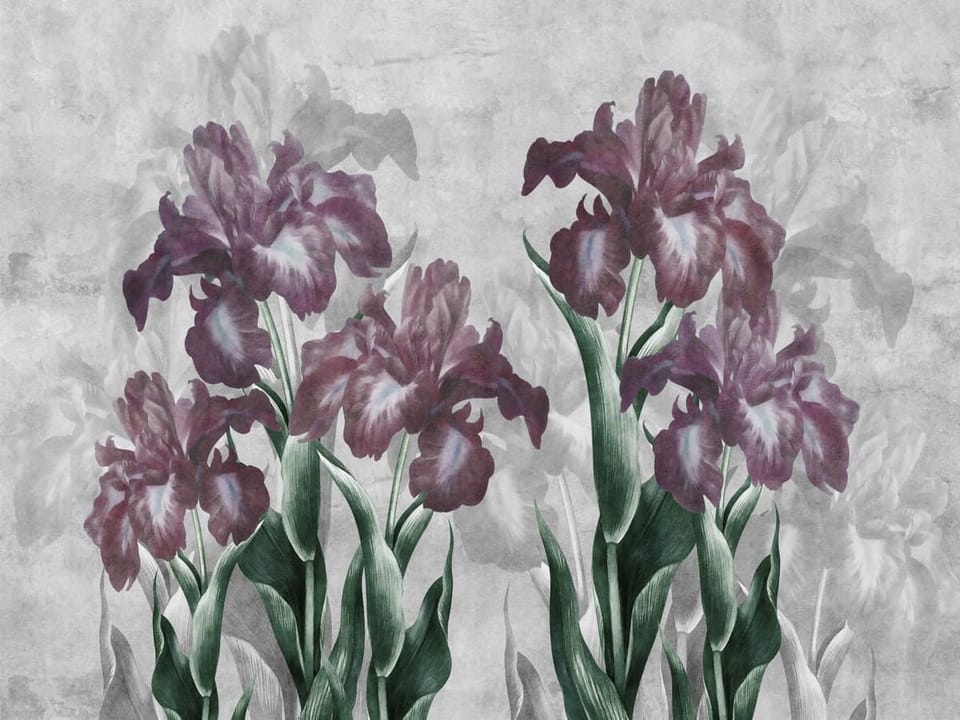 Fototapeta Egzotyczne irysy na szarym tle