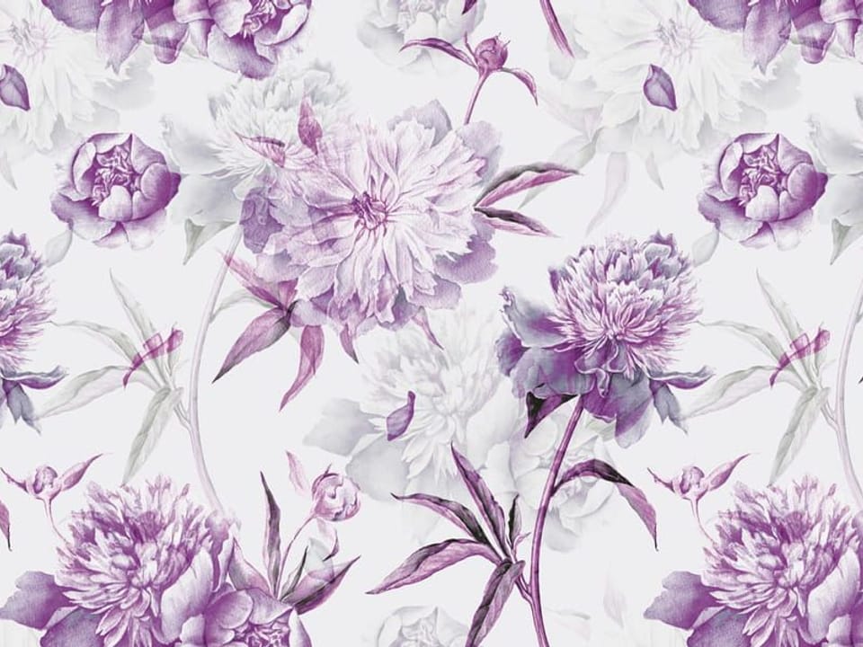 Fototapeta Fioletowe piwonie na białym tle