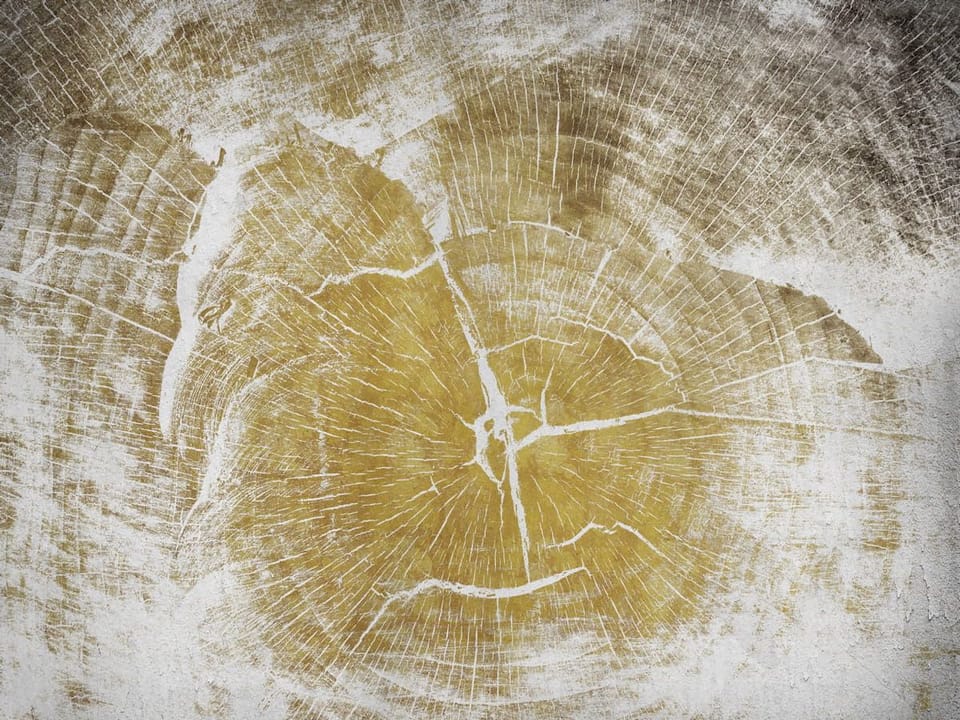 Fototapeta Przekrój Pnia z Sękami