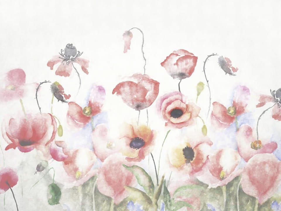 Fototapeta Kolorowe maki na białym tle