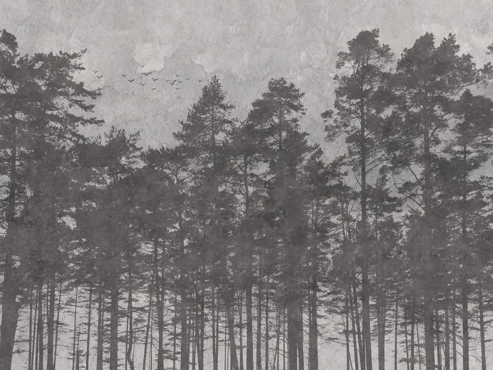 Fototapeta Leśne sylwetki na tle nieba