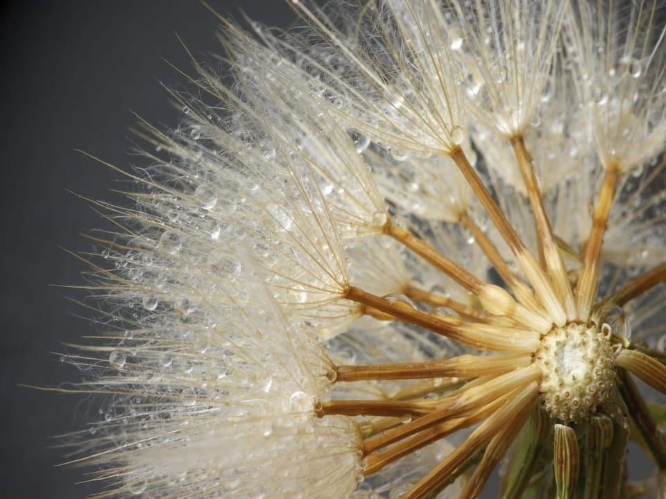 Fototapeta Dmuchawce z kroplami wody