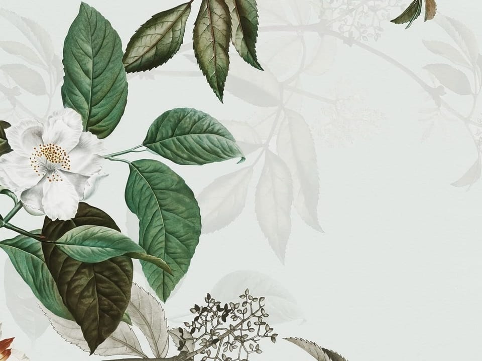 Fototapeta Białe kwiaty i zielone liście